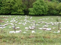 2017-04-27 08-34-49 8f83dc36  27 April - Sheep in Chernex